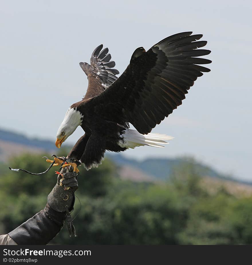 Bald Eagle