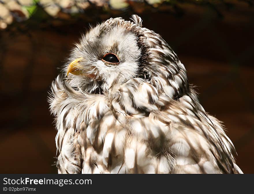 Portrait of a Western Screech Owl