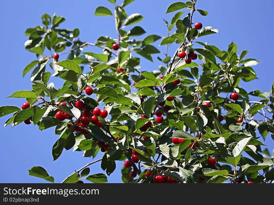 Cherry on a branch