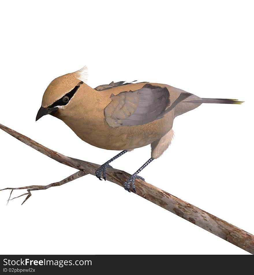 Cedar Waxwing. 3D rendering with clipping path and shadow over white