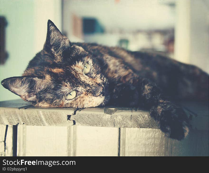 A tortoishell cat on top of a hutch inside a home. A tortoishell cat on top of a hutch inside a home.