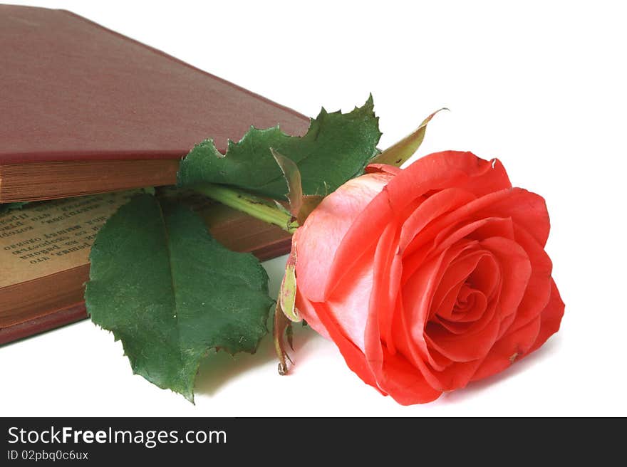 Flower of a rose of pink color between pages of the book.