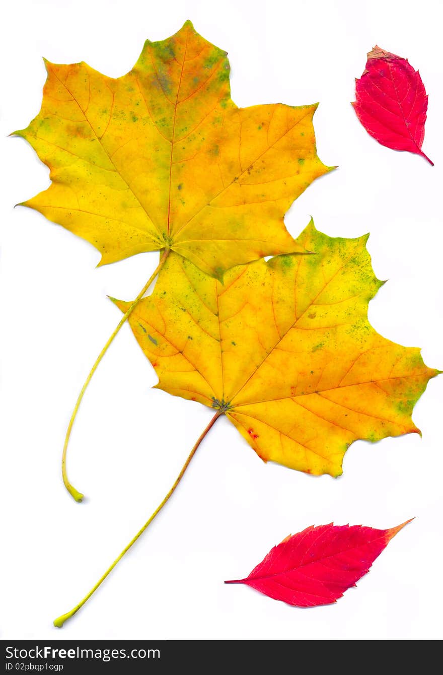 Isolated leaves on white background