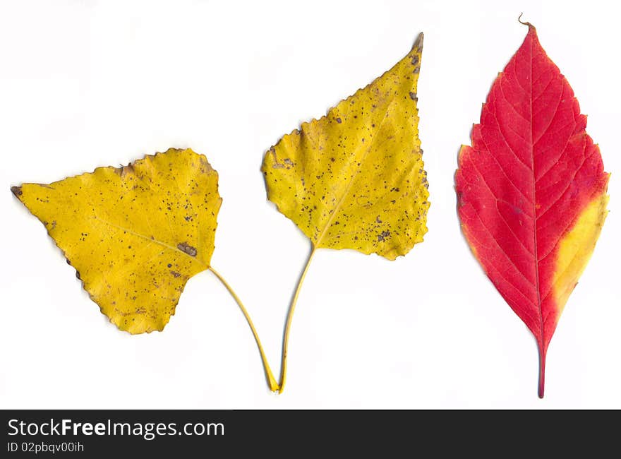 Isolated leaves on white background