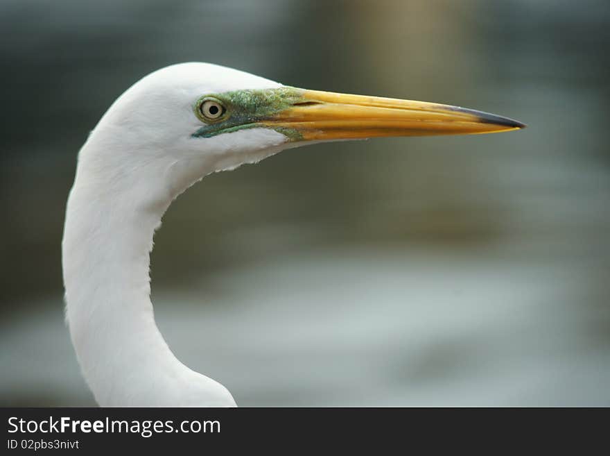 Head shot of a white egret