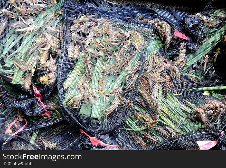 Packed grass-hoppers, food for pet animal