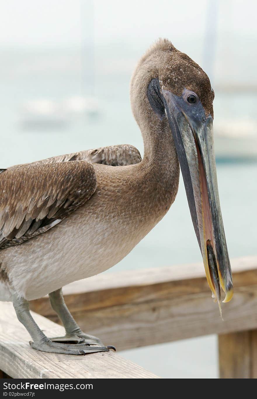 Pelican eating fish. Fish in the beak