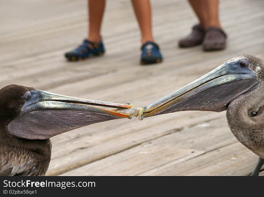 Two pelicans fighting for fish. People legs. Wooden boardwalk. Two pelicans fighting for fish. People legs. Wooden boardwalk.