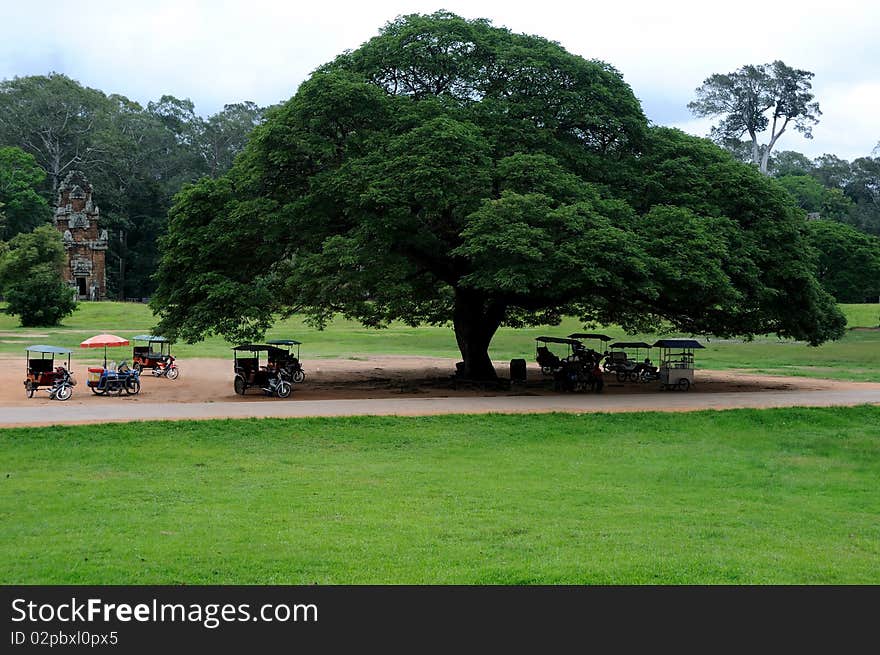 Tuk Tuk under beautiful big tree