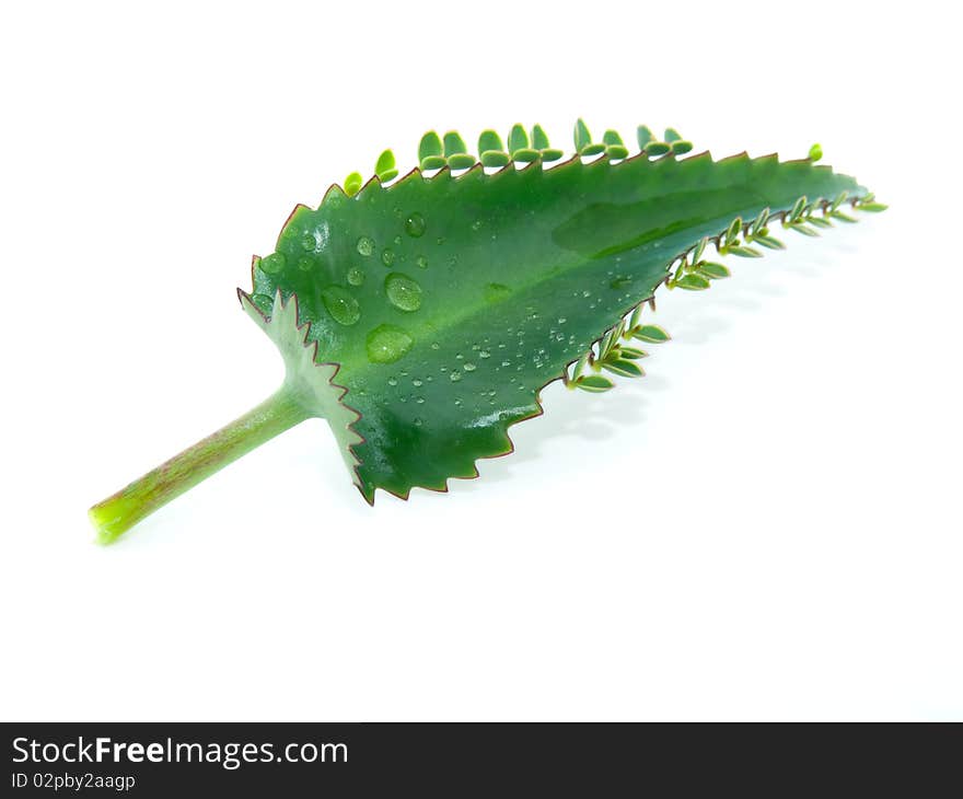 Leaf of kalanchoe with water droplets, isolated on white background