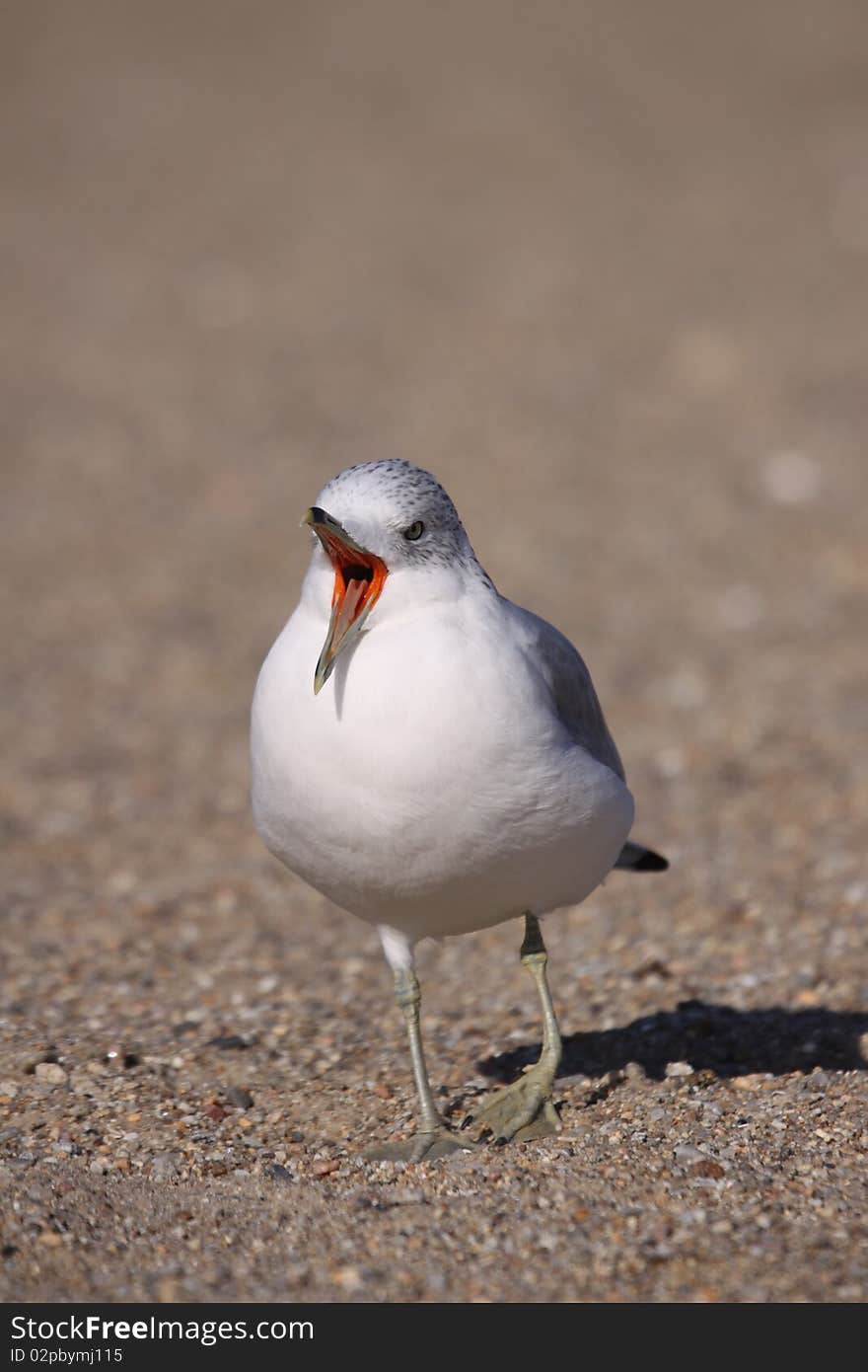 A Ring-billed Gull yawning at the beach in Hammonasset, Connecticut.