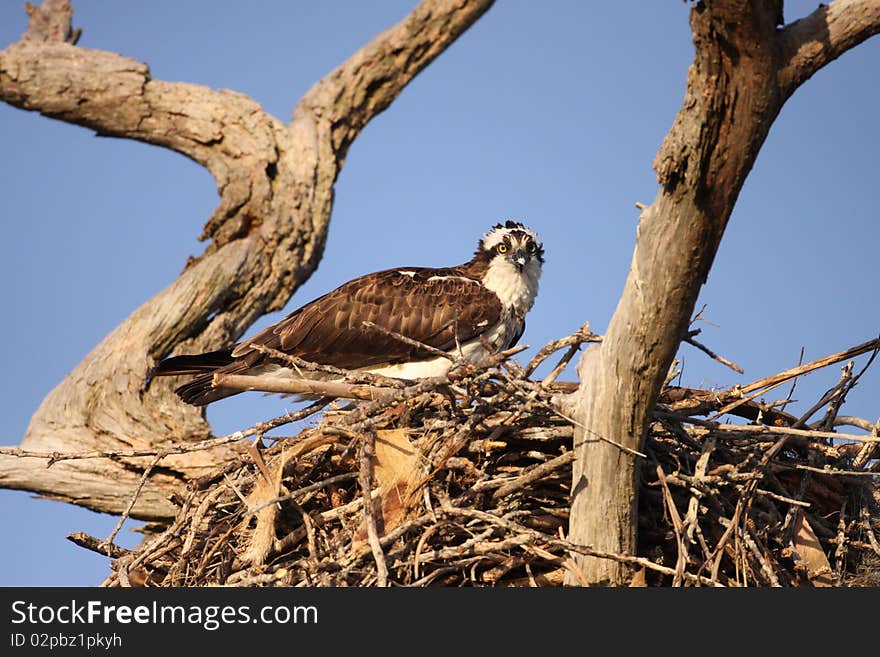 An Osprey (Pandion haliaetus) in its nest in southern Florida.