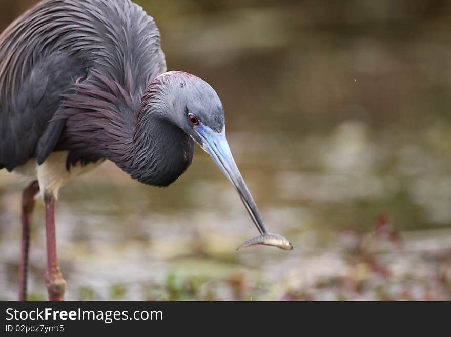 Tricolored Heron