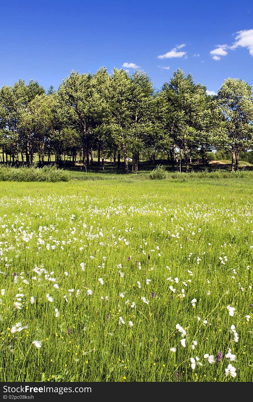 Meadow with trees and blue cloudy sky. Meadow with trees and blue cloudy sky