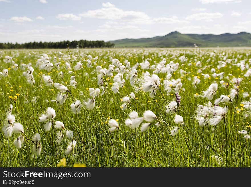 Grassland