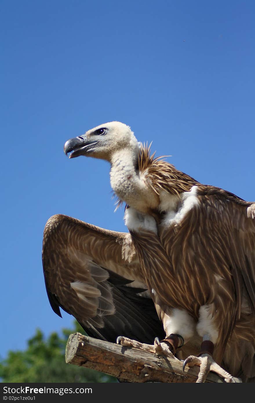 Vulture in flight in Pilsen Zoo