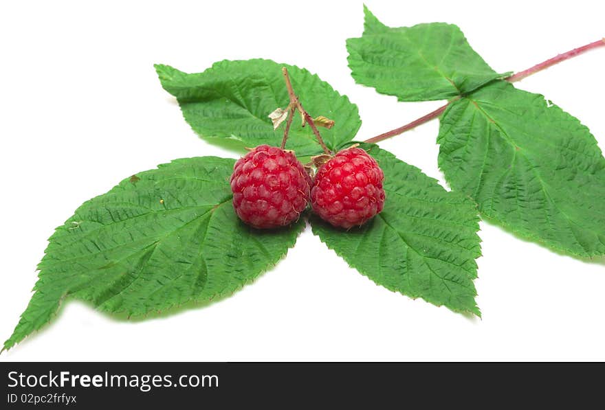 Berries of a raspberry are isolated on a white background. Berries of a raspberry are isolated on a white background