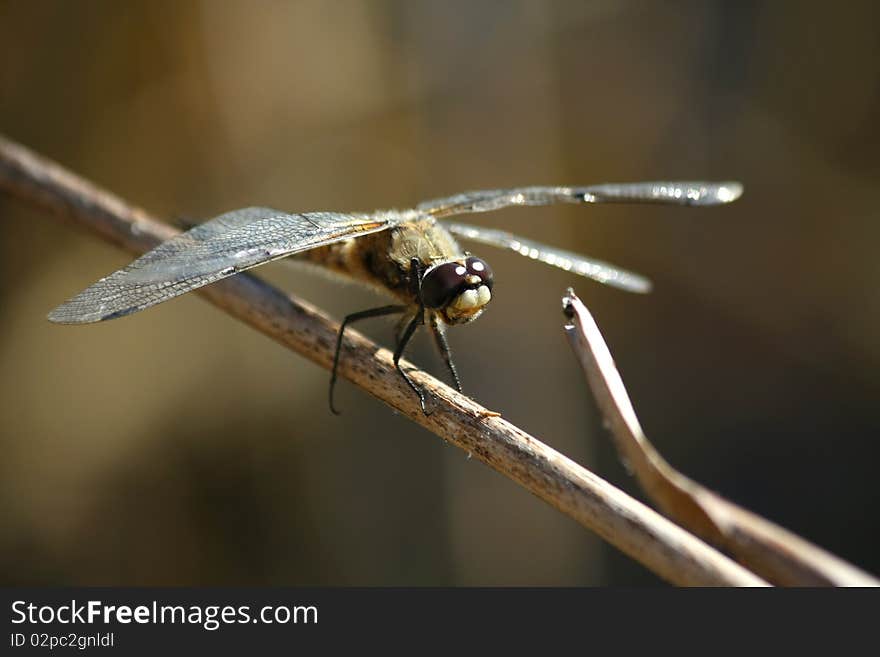 Dragonfly