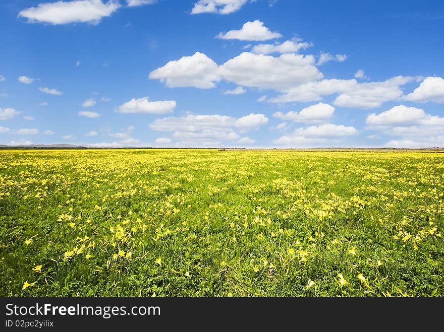 Prairie Flowers