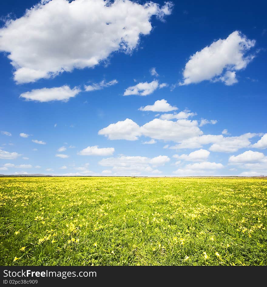 Prairie Flowers