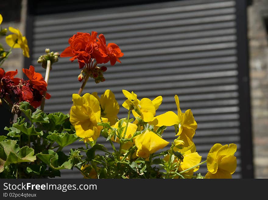 Yellow pansy bark on rich soiland red flower in town