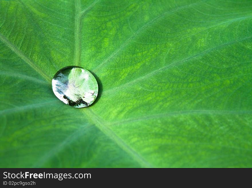 Nice detail of water drops on leaf - macro detail. Nice detail of water drops on leaf - macro detail