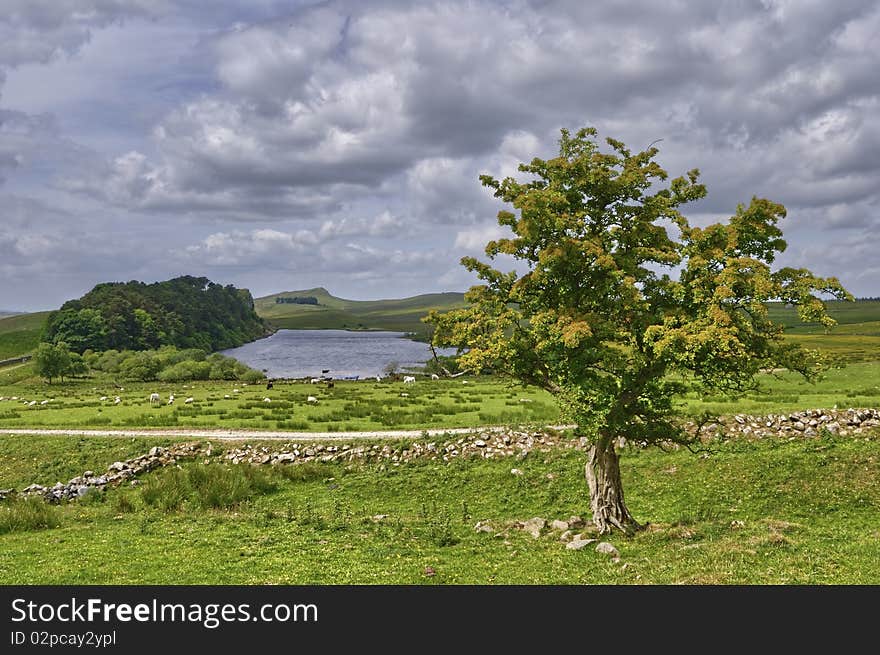 An isolated tree overlooking Crag Lough alongside Hadrian's wall, Northumbria, Northern England. An isolated tree overlooking Crag Lough alongside Hadrian's wall, Northumbria, Northern England