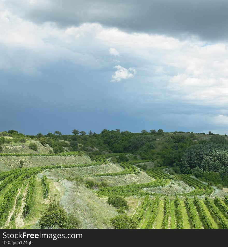 Vineyards