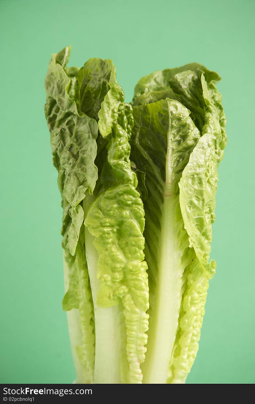 Romaine Lettuce