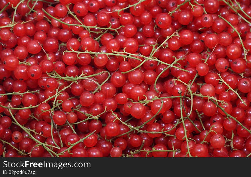 Many fresh red currants berries, cropped background.