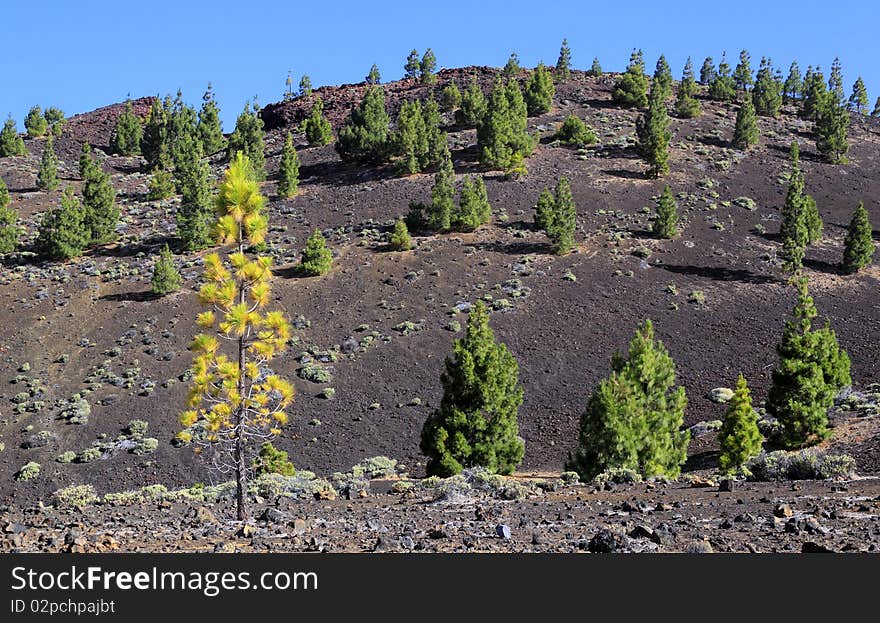 Teide National Park, Tenerife