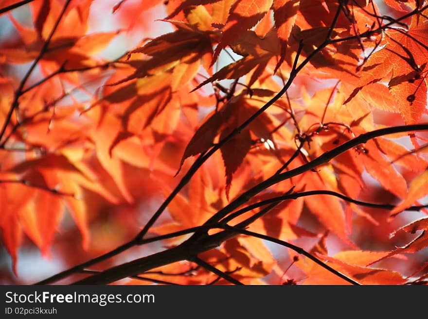 Forest leaves