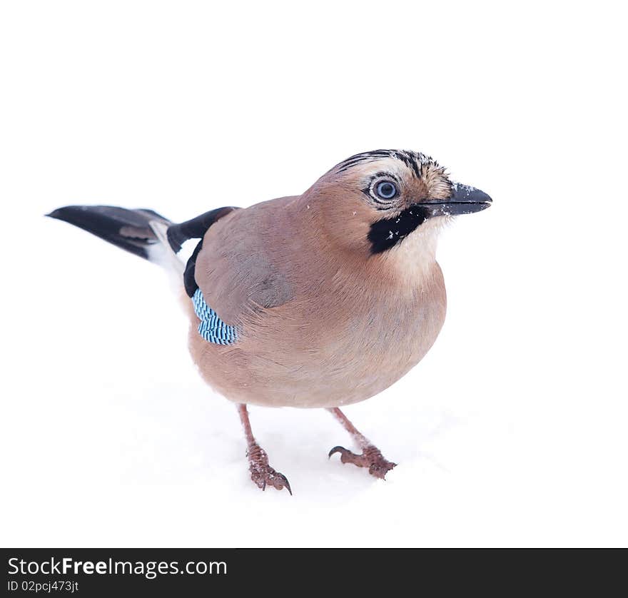 An Eurasian Jay (Garrulus glandarius) on snow. . An Eurasian Jay (Garrulus glandarius) on snow.