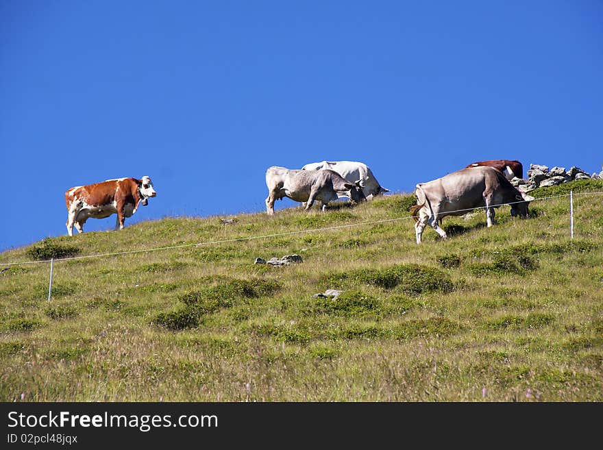 Cows