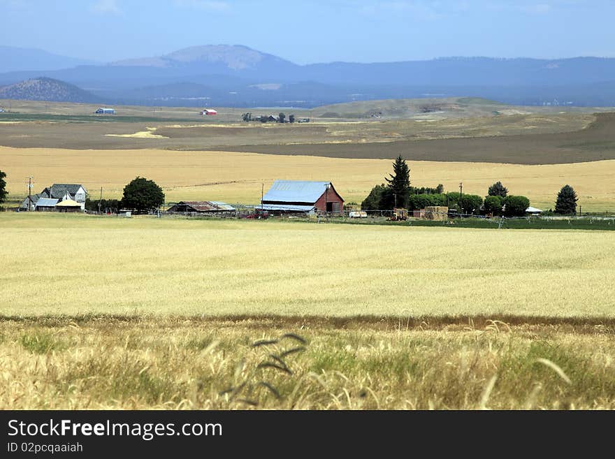 Wheat fields and barn.