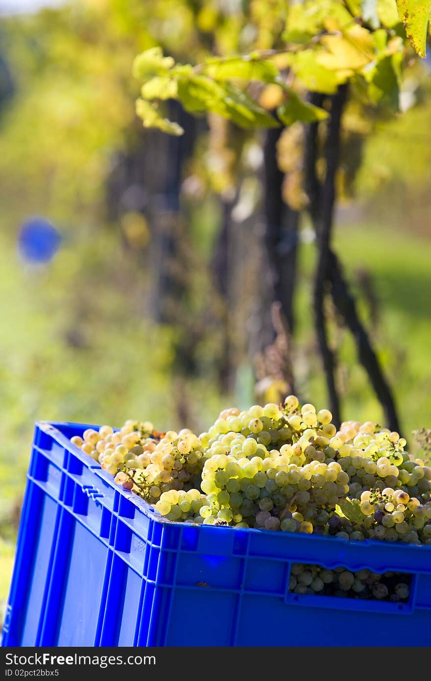 Wine harvest in Czech Republic