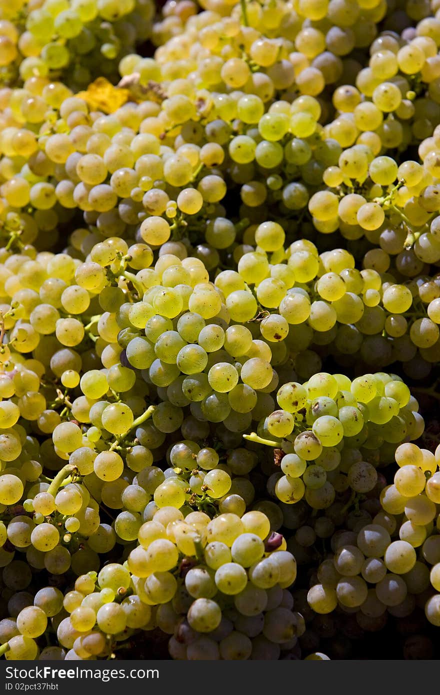 Wine Harvest