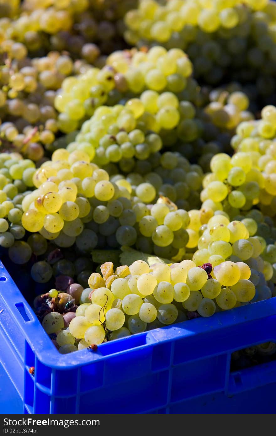 Wine harvest (riesling), Czech Republic