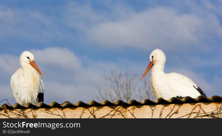 Storks breeding (Centre de Reintroduction des Cigognes), Hunawihr, Alsace, France