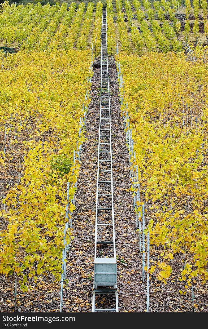 Vineyards in Moselle River Valley, Rheinland Pfalz, Germany. Vineyards in Moselle River Valley, Rheinland Pfalz, Germany