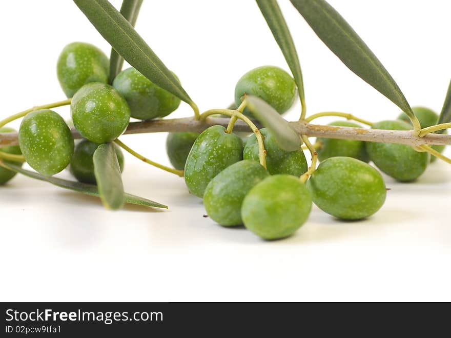 Nature olive isolated on white. Nature olive isolated on white