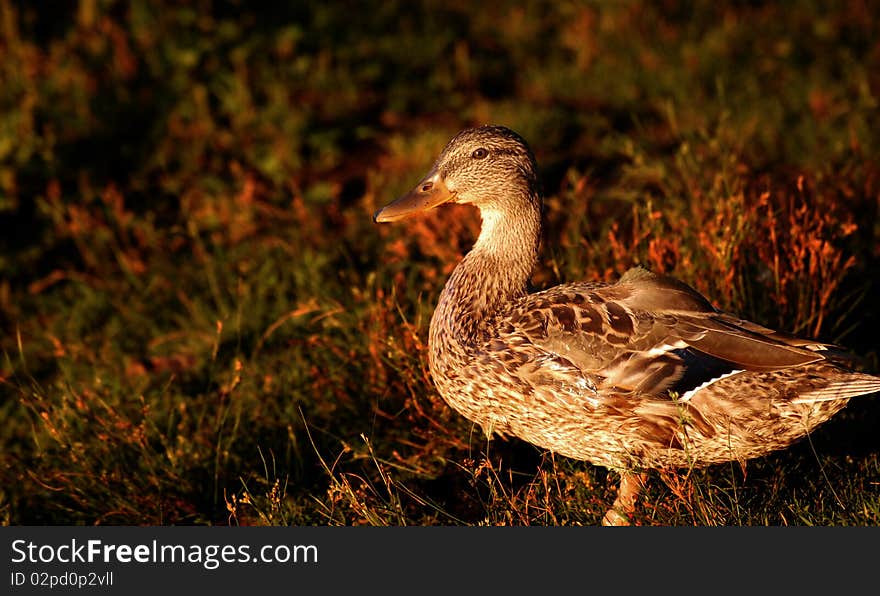 Black duck at sunset