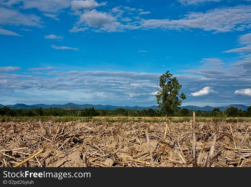 Image of Dried Rice Filde