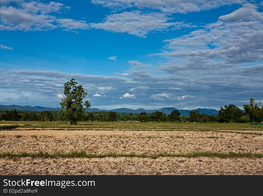 Dried Rice Filde