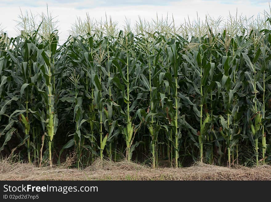 Image of Corn Plantation in Chiang Mai