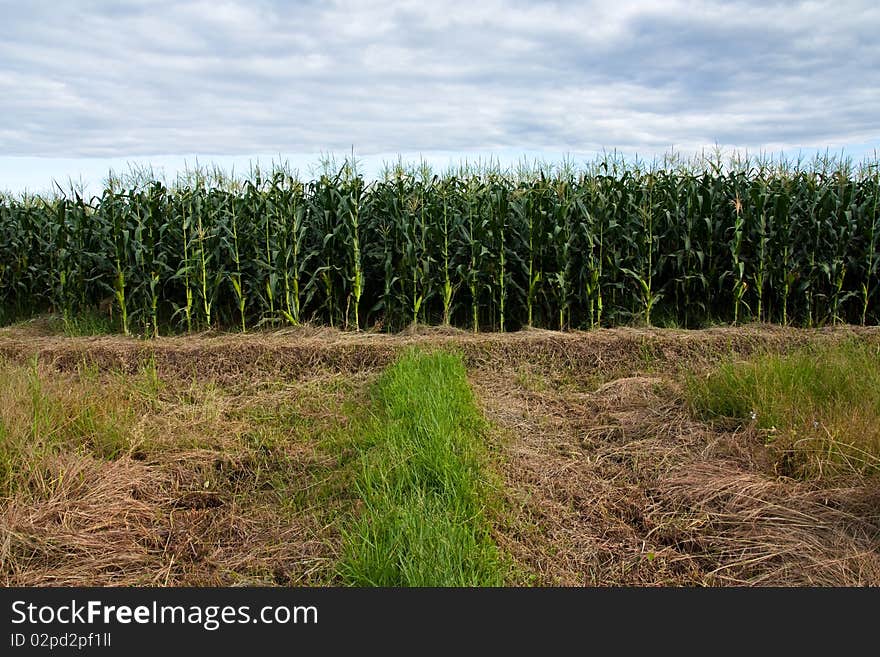 Image of Corn Plantation in Chiang Mai