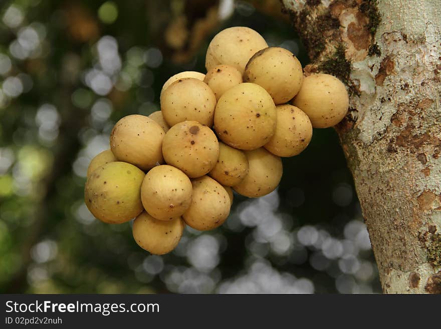 Dokong Fruits