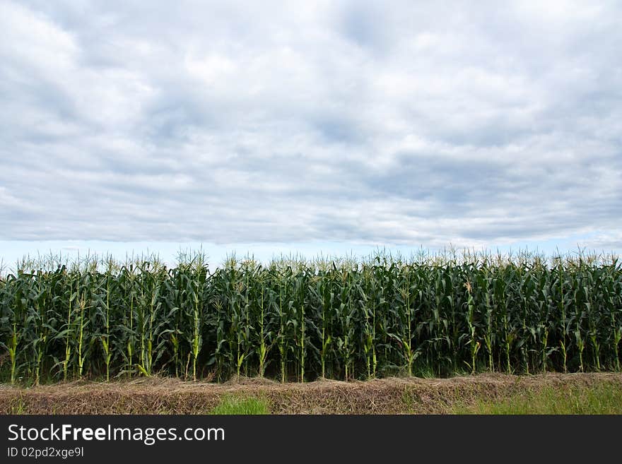 Corn Plantation