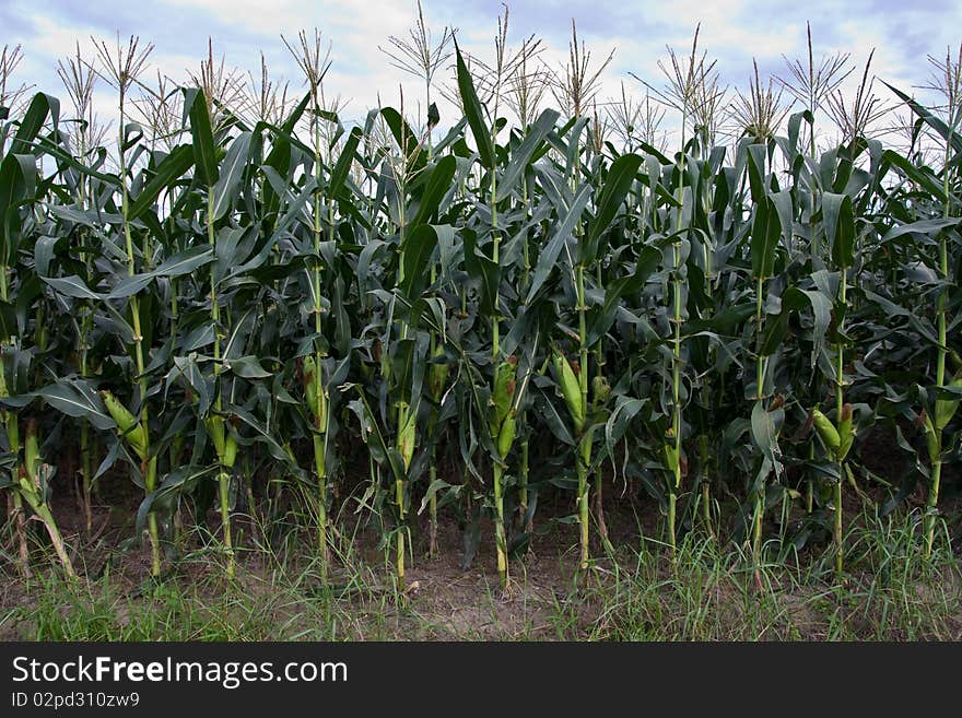 Image of Corn Plantation in Chiang Mai