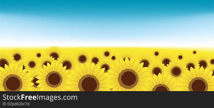 Summer meadow, sunflowers field, vector illustration